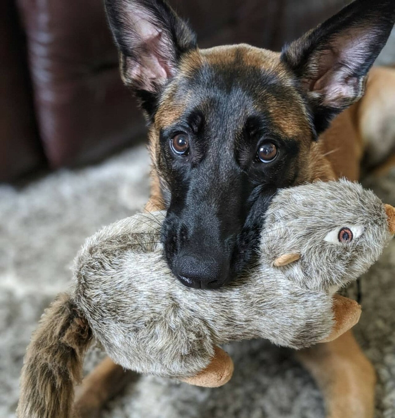 Fluff and Tuff Dog Toys - Nuts Squirrel