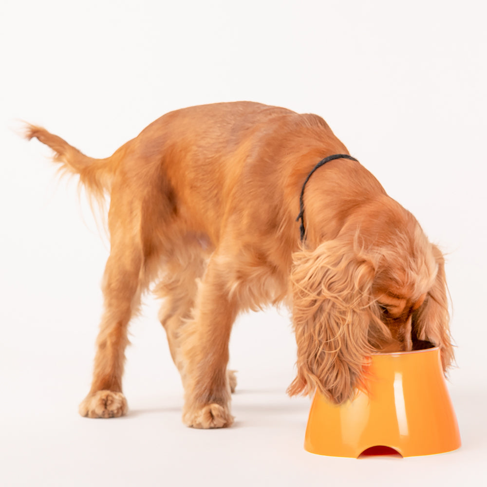 HUFT Elevated Dog Bowl - Orange