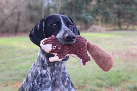 Tall Tails Squirrel with Squeaker - Brown